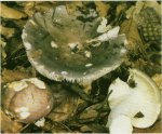 Гриб Сыроежка сине-зеленая. Классификация гриба. (фото)