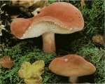 Гриб Сыроежка красивая. Классификация гриба. (фото)