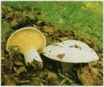 Гриб Скрипица, груздь войлочный. Классификация гриба. (фото)