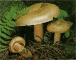 Гриб Рыжик. Классификация гриба. (фото)