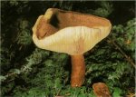 Гриб Млечник обыкновенный, груздь несъедобный. Классификация гриба. (фото)
