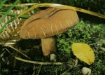 Гриб Подмолочник, груздь красно-коричневый. Классификация гриба. (фото)