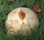 Гриб Дождевик гигантский. Классификация гриба. (фото)