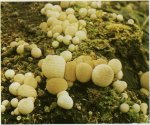Гриб Дождевик грушевидный. Классификация гриба. (фото)