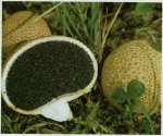 Гриб Ложнодождевик обыкновенный. Классификация гриба. (фото)