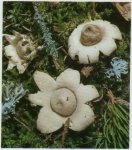 Гриб Звездовик бахромчатый. Классификация гриба. (фото)