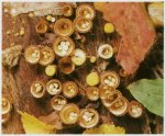 Гриб Бокальчик полосатый. Классификация гриба. (фото)