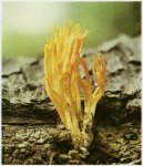 Гриб Калоцера клейкая. Классификация гриба. (фото)