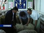 В Ростове-на-Дону открывается выставка племенных овец 