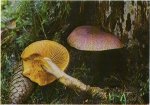 Гриб Рядовка желто-красная. Классификация гриба. (фото)