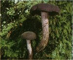 Гриб Лаковица аметистовая, лаковица лиловая. Классификация гриба. (фото)