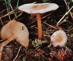 Гриб Коллибия дуболюбивая, опенок весенний. Классификация гриба. (фото)
