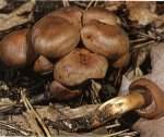 Гриб Коллибия веретеноногая. Классификация гриба. (фото)