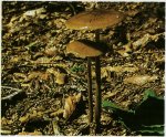 Гриб Удемансиелла корневая. Классификация гриба. (фото)