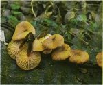 Гриб Опенок зимний, зимний гриб. Классификация гриба. (фото)
