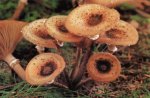 Гриб Опенок осенний. Классификация гриба. (фото)