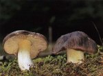Гриб Рядовка серая. Классификация гриба. (фото)