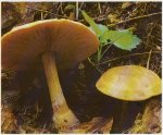 Гриб Меланолеука черно-белая. Классификация гриба. (фото)