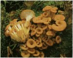 Гриб Лентинеллус уховидный, лентинеллус раковинковидный. Классификация гриба. (фото)