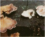 Гриб Панус уховидный. Классификация гриба. (фото)