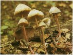 Гриб Мицена красноножковая. Классификация гриба. (фото)