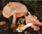 Гриб Энтолома ядовитая. Классификация гриба. (фото)
