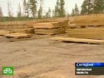 Нелегальная вырубка леса грозит катастрофическими последствиями