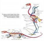 В мире птиц. Как устроено тело птицы?