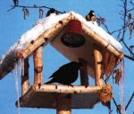 Как регулируется численность птиц зимой?
