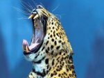В Израиле человек поборол голодного дикого леопарда.