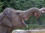 Слон-вымогатель терроризирует индийских водителей  