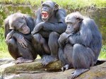 Борьба с глобальным потеплением угрожает человекообразным обезьянам