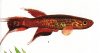 Аквариумные рыбы. Виды рыб. Афиосемион южный. Aphyosemion australe (Rachow, 1921).