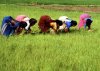 Россия прекращает импорт индийского риса