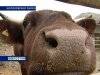 В Ростовской области сотрудники милиции нашли трех похищенных коров и одну лошадь