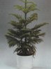 Виды комнатных растений. Араукария разнолистная. Araucaria heterophylla .