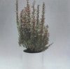 Виды комнатных растений. Erica hyemalis. Вереск зимующий.