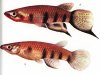Аквариумные рыбы. Виды рыб.  Эпиплатис Шапера. Epiplatys dageti monroviae.
