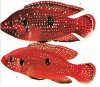 Аквариумные рыбы. Виды рыб.  Хромис-красавец. Hemichromis bimaculatus Gill, 1862.