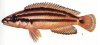Аквариумные рыбы. Виды рыб.  Julidochromis Ornatus Boulenger, 1898.
