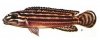 Аквариумные рыбы. Виды рыб.  Julidochromis Ornatus Boulenger, 1898.