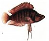 Аквариумные рыбы. Виды рыб.  Lamprologus brichardi .