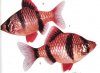 Аквариумные рыбы. Виды рыб.  Барбус — суматранус. Capoeta tetrazona tetrazona (Bieeker, 1855).