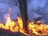 В Цимлянском районе был лесной пожар