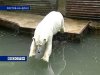 Животные ростовского зоопарка страдают от жары