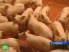 Около 10  тысяч свиней датской элитной породы доставят в Россию на самолетах
