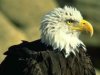 Символ Соединенных Штатов, белоголовый орлан выведен из списка исчезающих птиц
