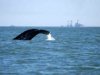 Серые киты боятся нефтянников