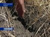 Аграрии Егорлыкского района начали уборку на 2 недели раньше 