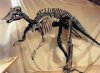 Китайские крестьяне 20 лет варили суп из костей динозавра